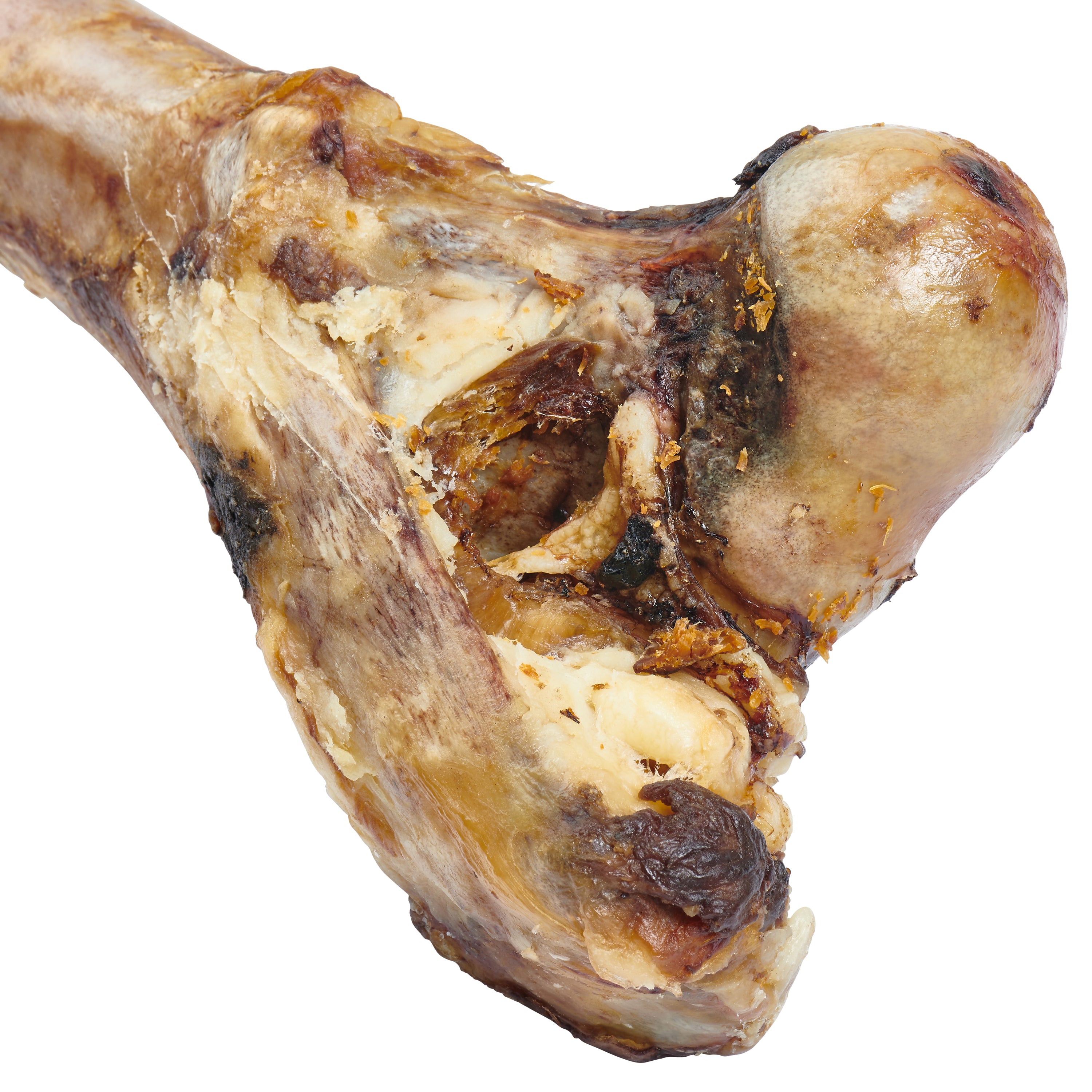 a close up of a meaty EcoKind Giant Dog Bone - Grass Fed Beef Femur Big Bone, Long Lasting for dogs of any size