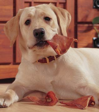 a dog with an EcoKind All-Natural Pig Ear for Dogs, From antibiotic and hormone free pork, chews for dogs and puppies.