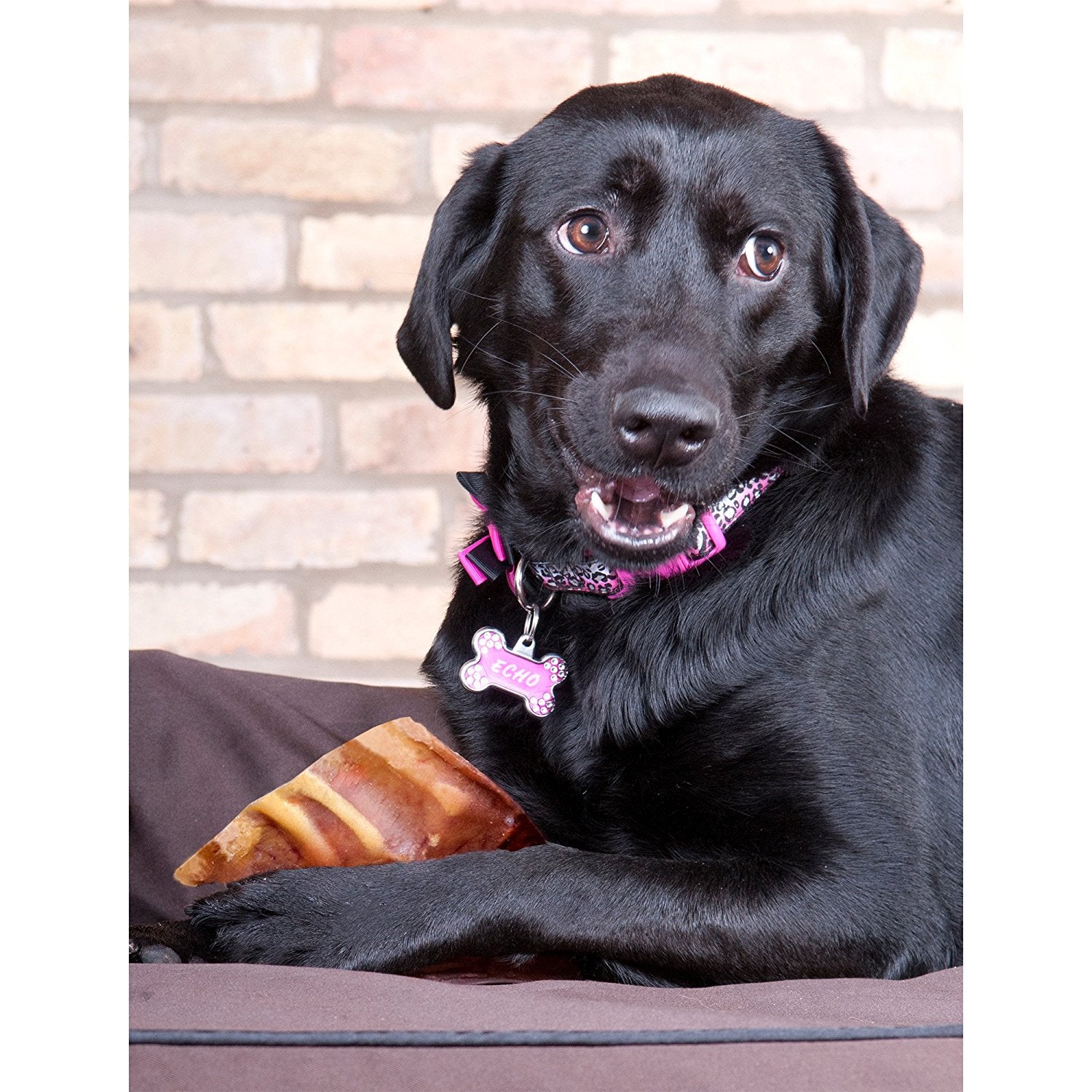 a black Labrador dog with an EcoKind Pig Ear for Dogs - All Natural, Gluten-Free Pig Ear Dog Treats from antibiotic and hormone free pork