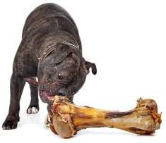 A very good doggo with an EcoKind Giant Dog Bone - All-Natural Gras - Fed Beef Femur Big Bone for Dogs of Any Size