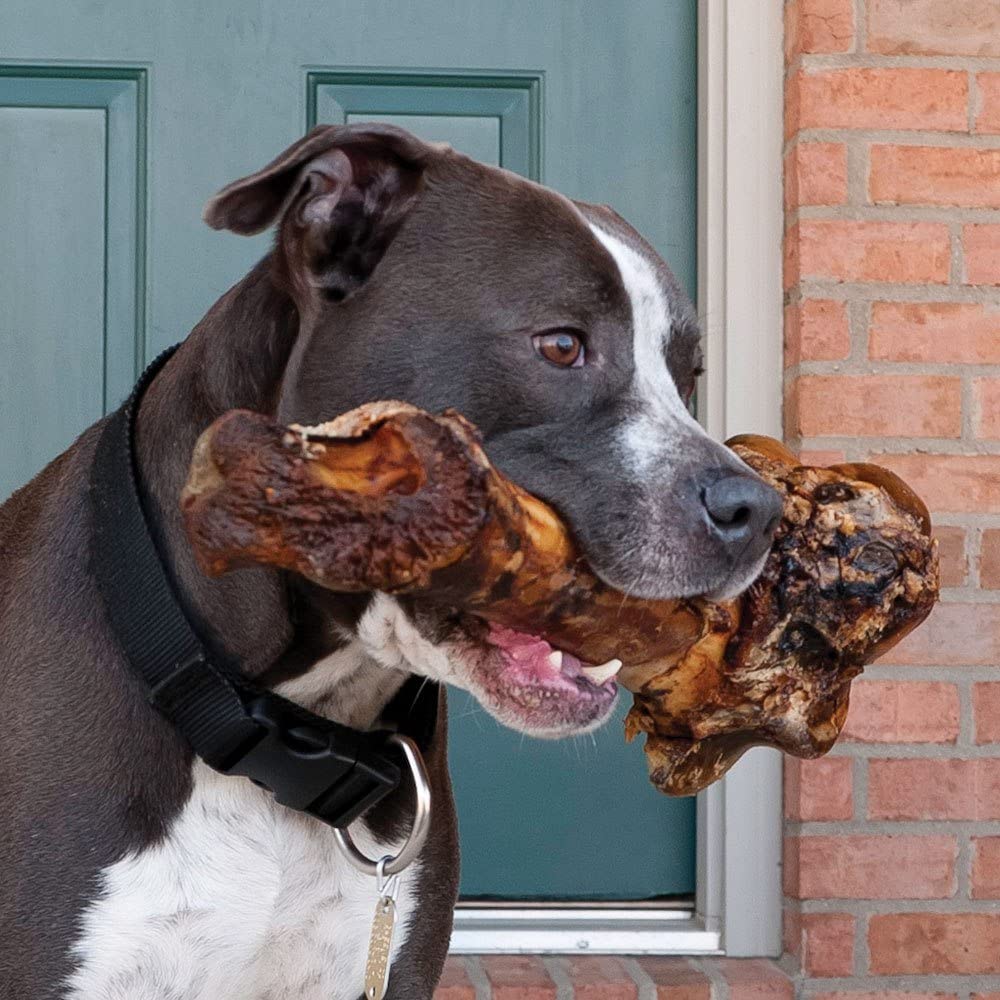A cute pup with an EcoKind Giant Dog Bone - All-Natural Gras - Fed Beef Femur Big Bone for Dogs of Any Size