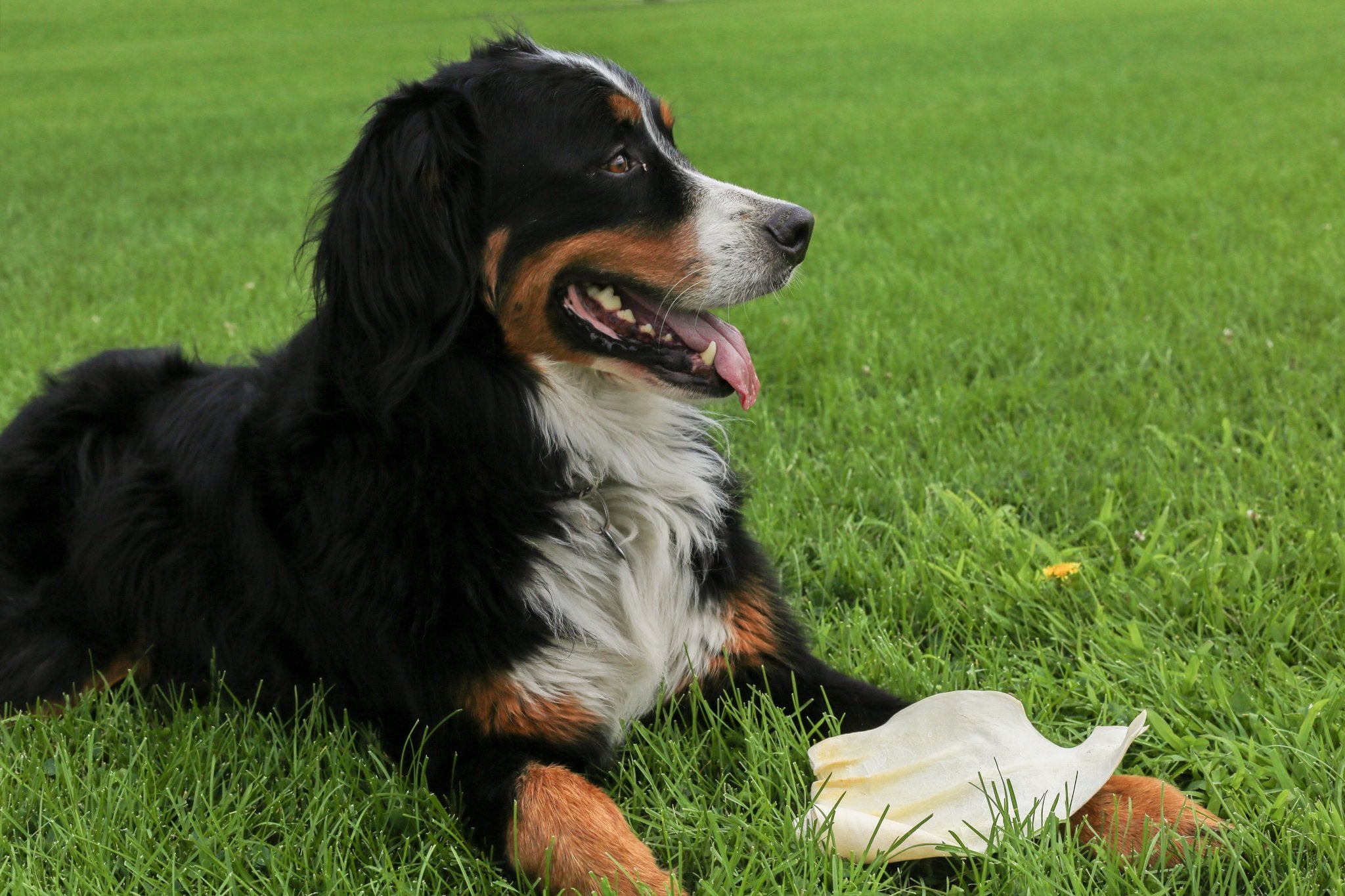 an Australian Shepard with an EcoKind Cow Ear for Dogs - All-Natural, Gluten-Free Cow Ear Dog Treats, Protein-filled from grass-fed, hormone free beef