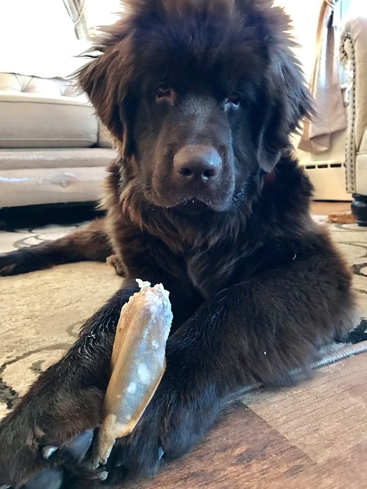 a Newfoundland dog with an EcoKind Cow Ear for Dogs - All-Natural, Gluten-Free Cow Ear Dog Treats, Protein-filled from grass-fed, hormone free beef