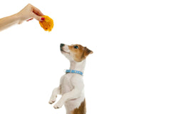 Yak Chews Vs. Bully Sticks: Battle for the Best Dog Treat