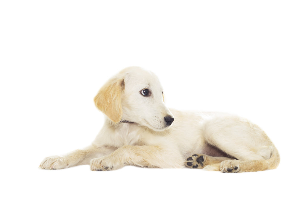 How to Raise a Natural Food Dog