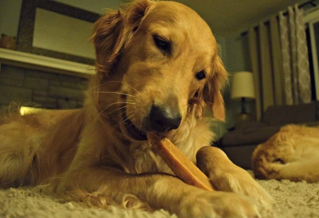 Golden Retriever dog with a Large EcoKind Himalayan Yak Chew Treats - 100% Natural, Gluten free & Long Lasting Dog Chews