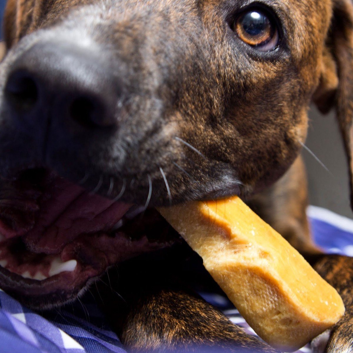 A dog chewing on a large bone.