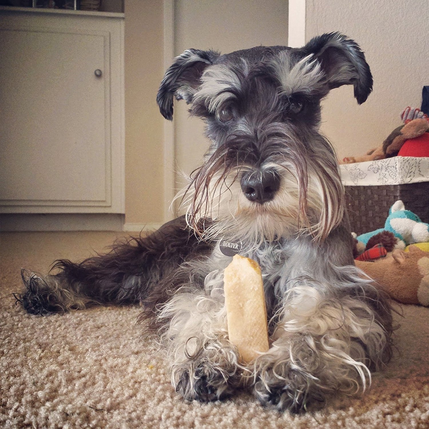 Schnauzer dog with a Large EcoKind Himalayan Yak Chew Treats - Long Lasting, Grain-Free Chews for Dogs and Puppies